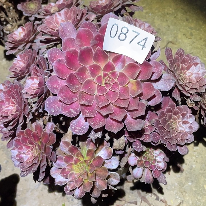 紫*多肉植物法师874黑铜壶中班