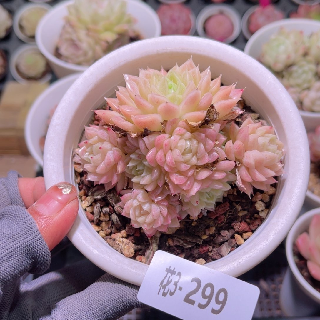 花03-299麦秆群生