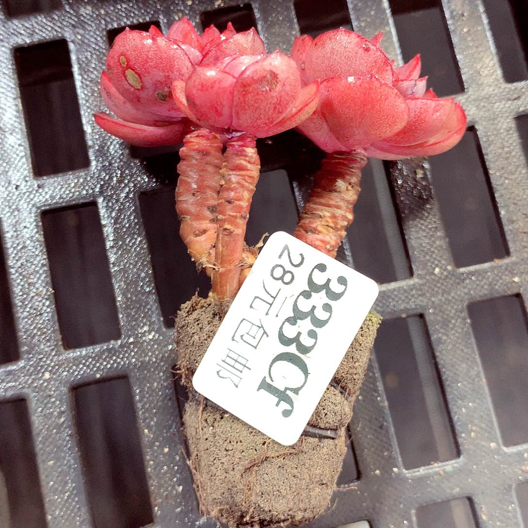 5厘米盆精控多肉333