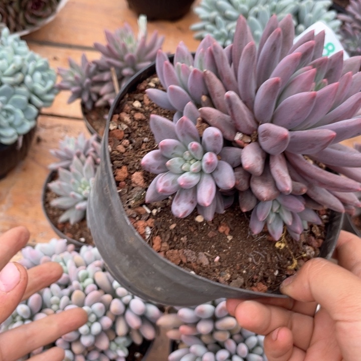 春***里哈哈哈哈哈哈哈890