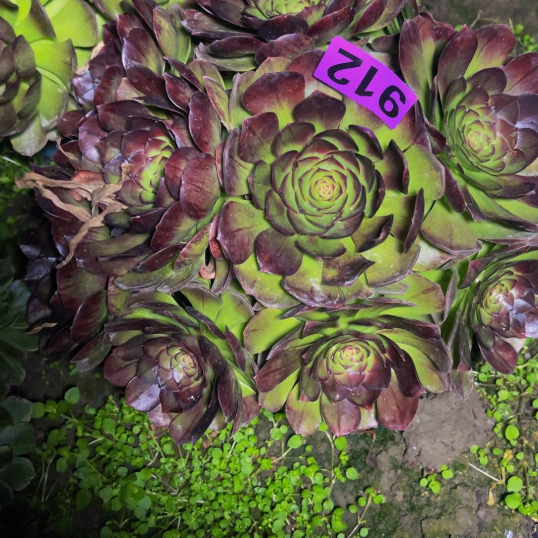 黑魔法师26///7包邮