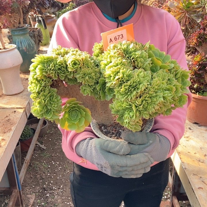 梨****厨673绿杨蓉缀化朵朵老桩