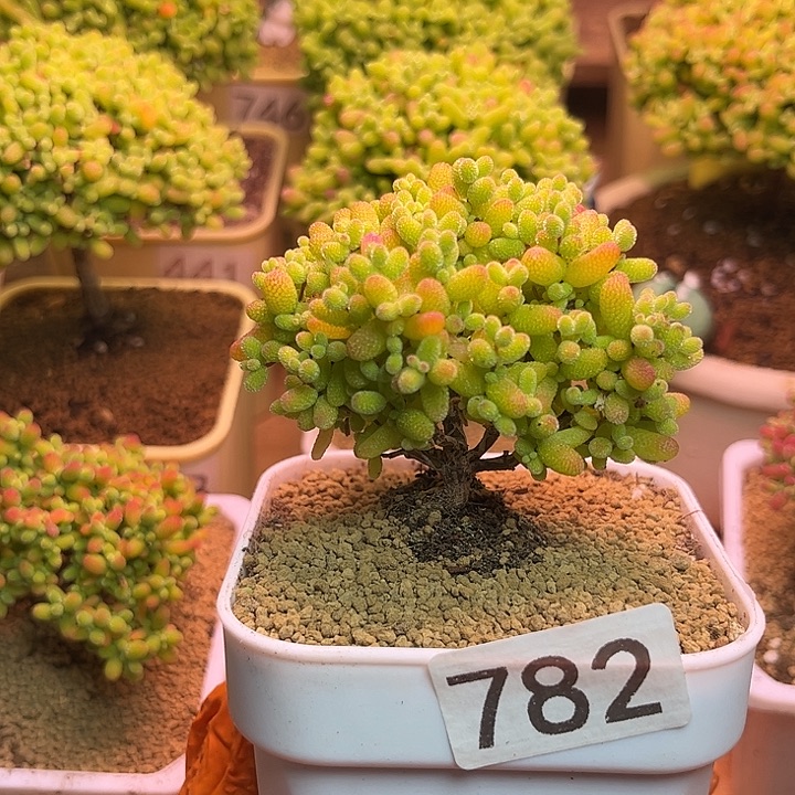 无花朵782金桔糖球