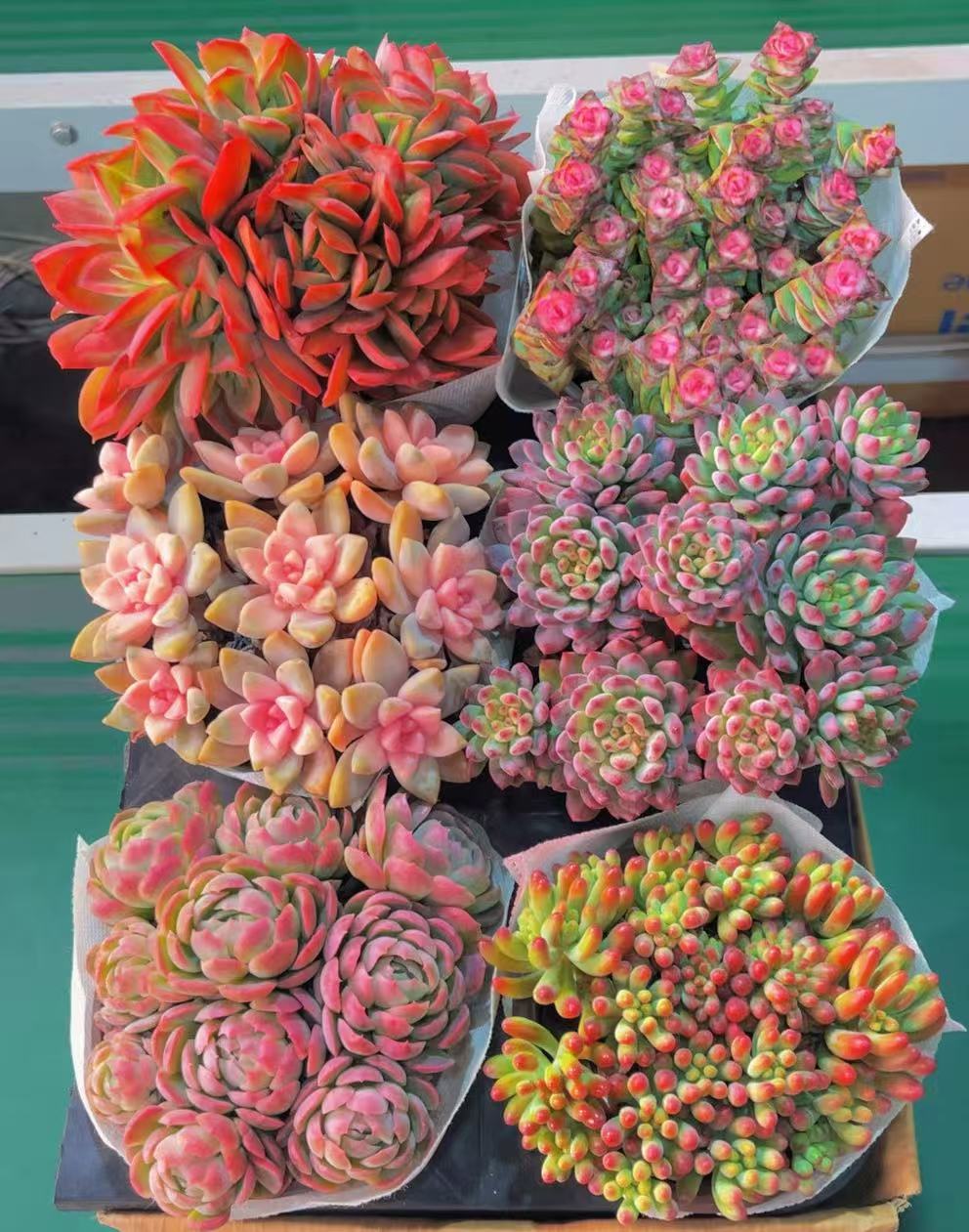 【直播间同款】满满一箱6大盆精品多肉云南昆明基地直发带盆带土