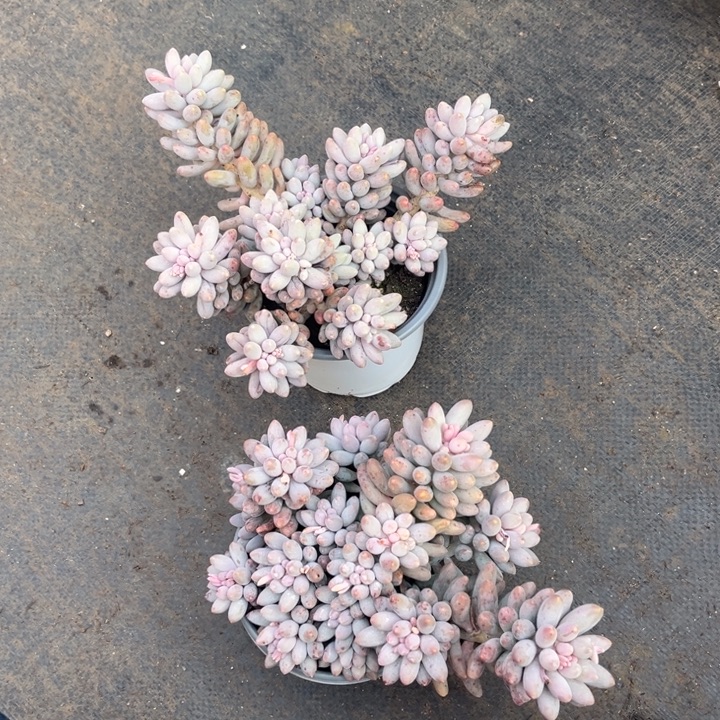 婴儿手指多肉植物909 0167