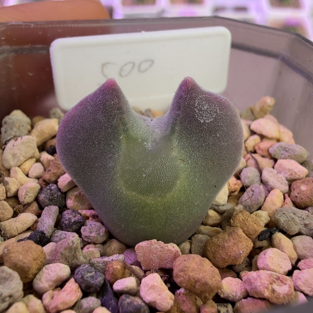 韩国短耳大眼睛 12-1-L6