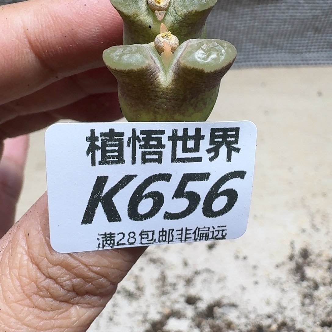 多肉植物的啊ghjbn