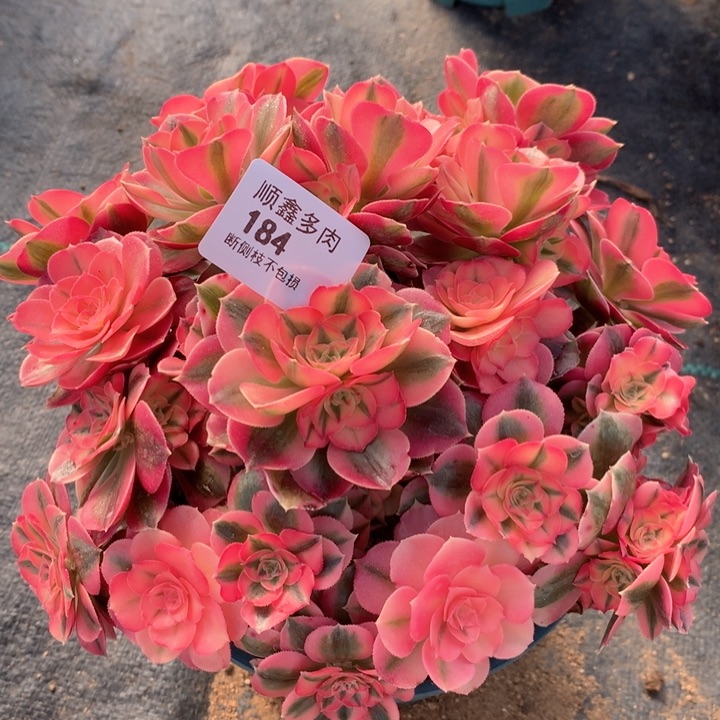 184粉女巫多肉植物