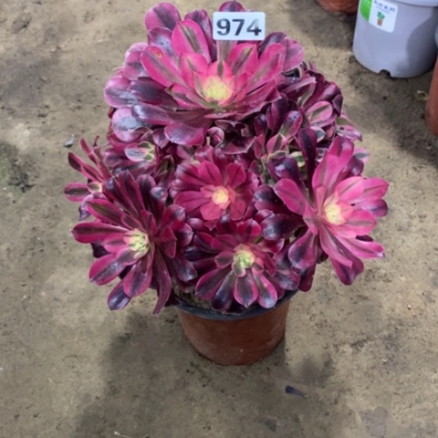 974美杜莎1345678899