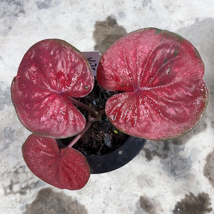 175-0210彩叶芋广东现货