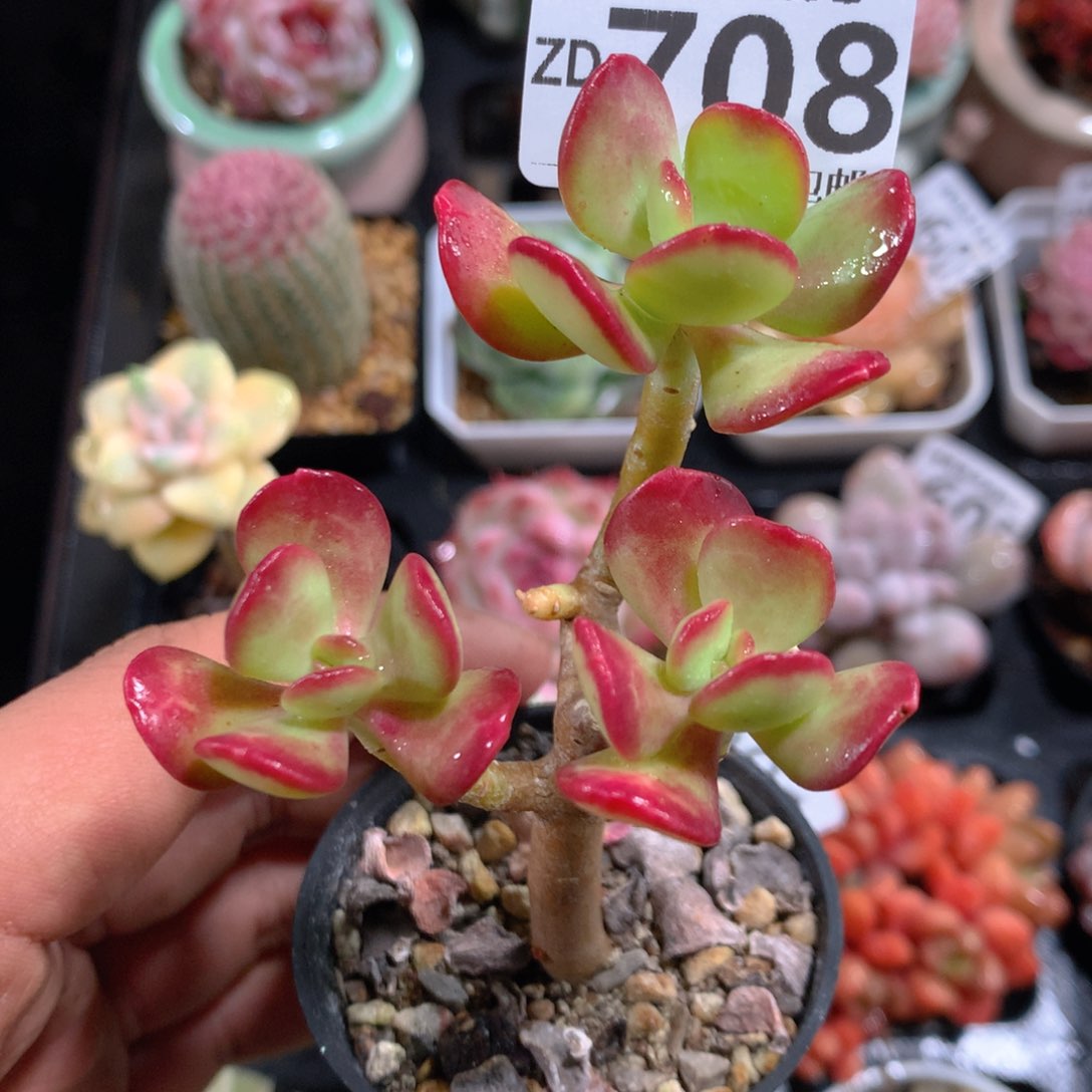 5CM拇指盆精控多肉ZD708