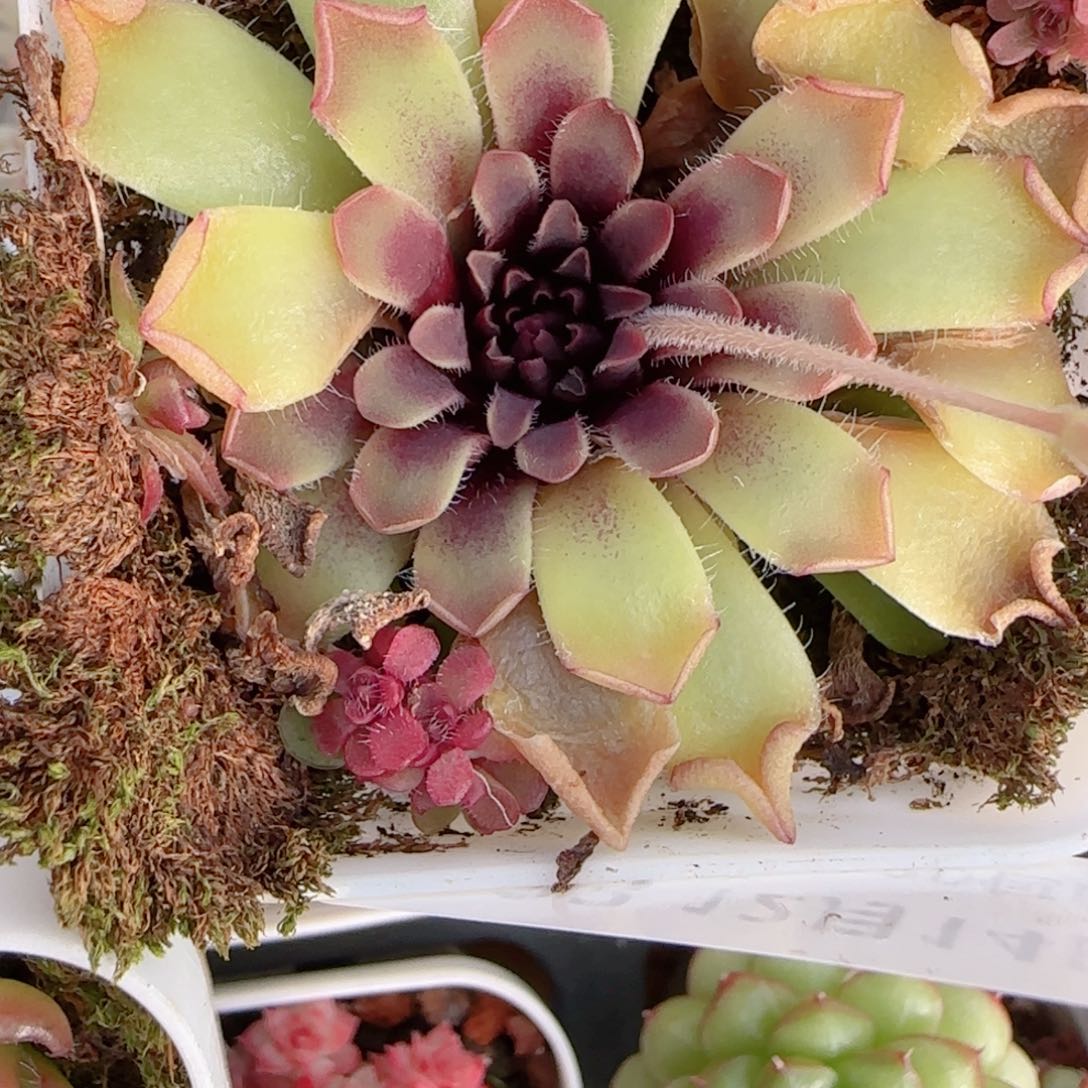 可***x花语多肉1214-133近藤