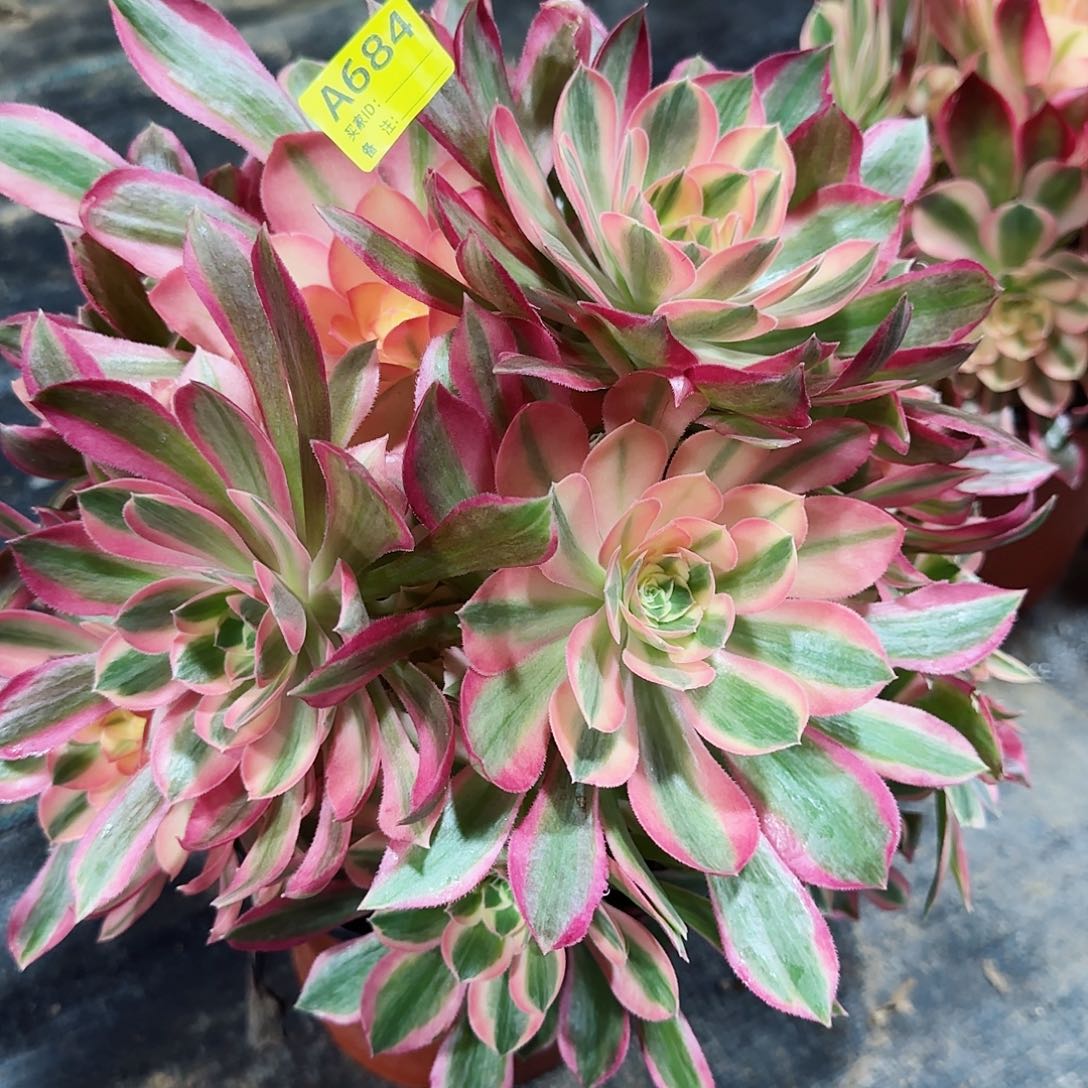 女神法师多肉植物684