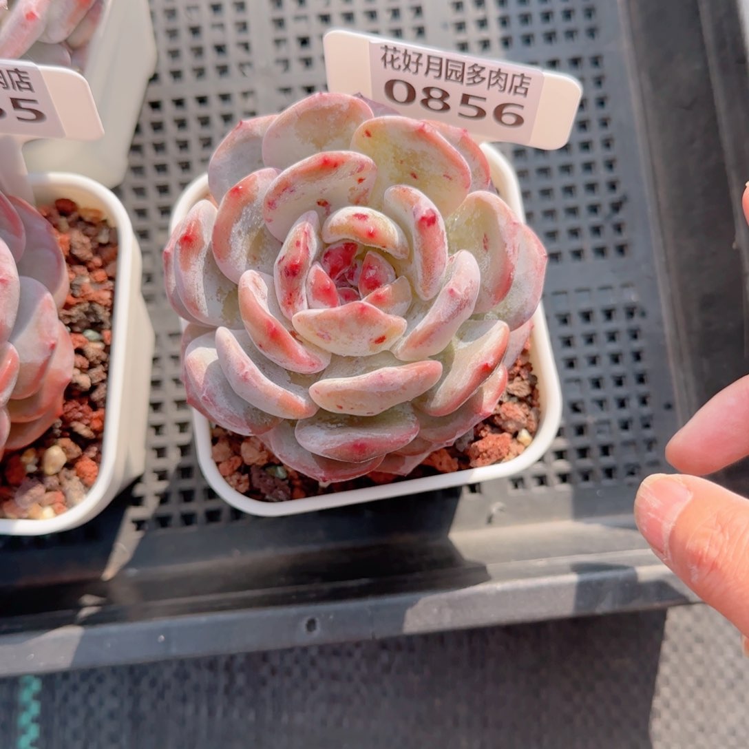 多肉植物0856…………….