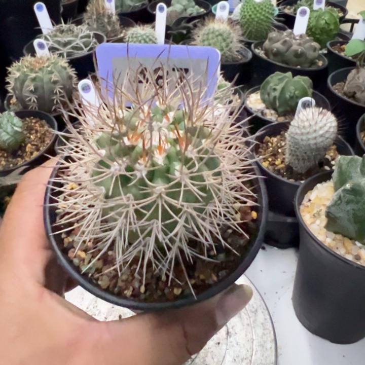 完全开放逆豹带盆发货