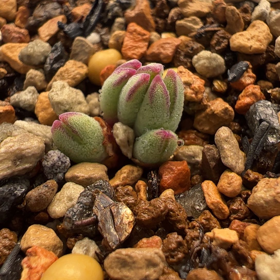 852多肉植物组合