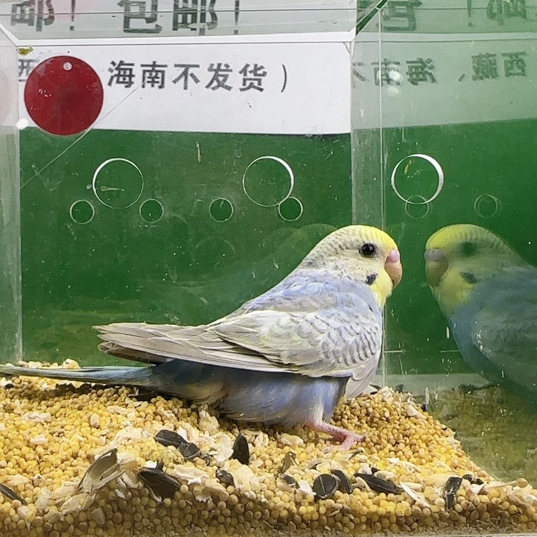 虎皮鹦鹉大头鹦鹉
