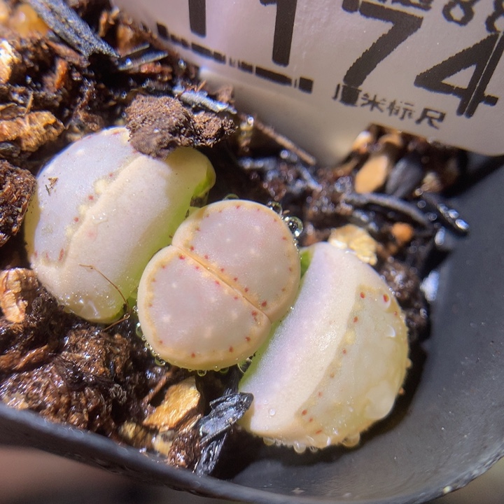 zzz精品生石花1174