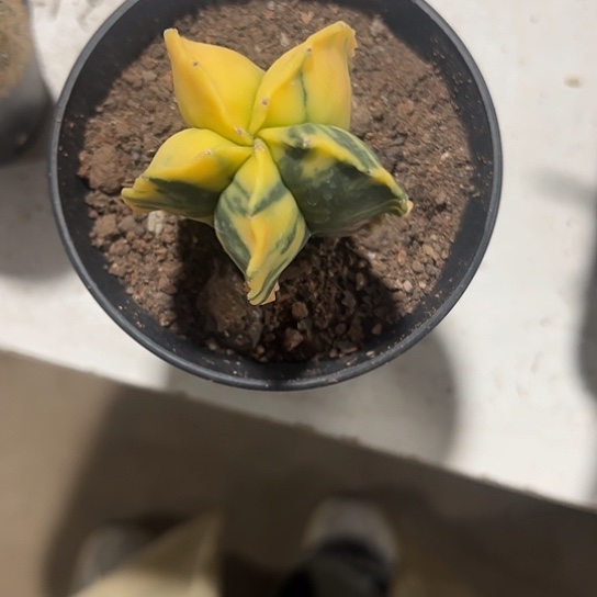 蜜*实生鸾凤玉锦456777