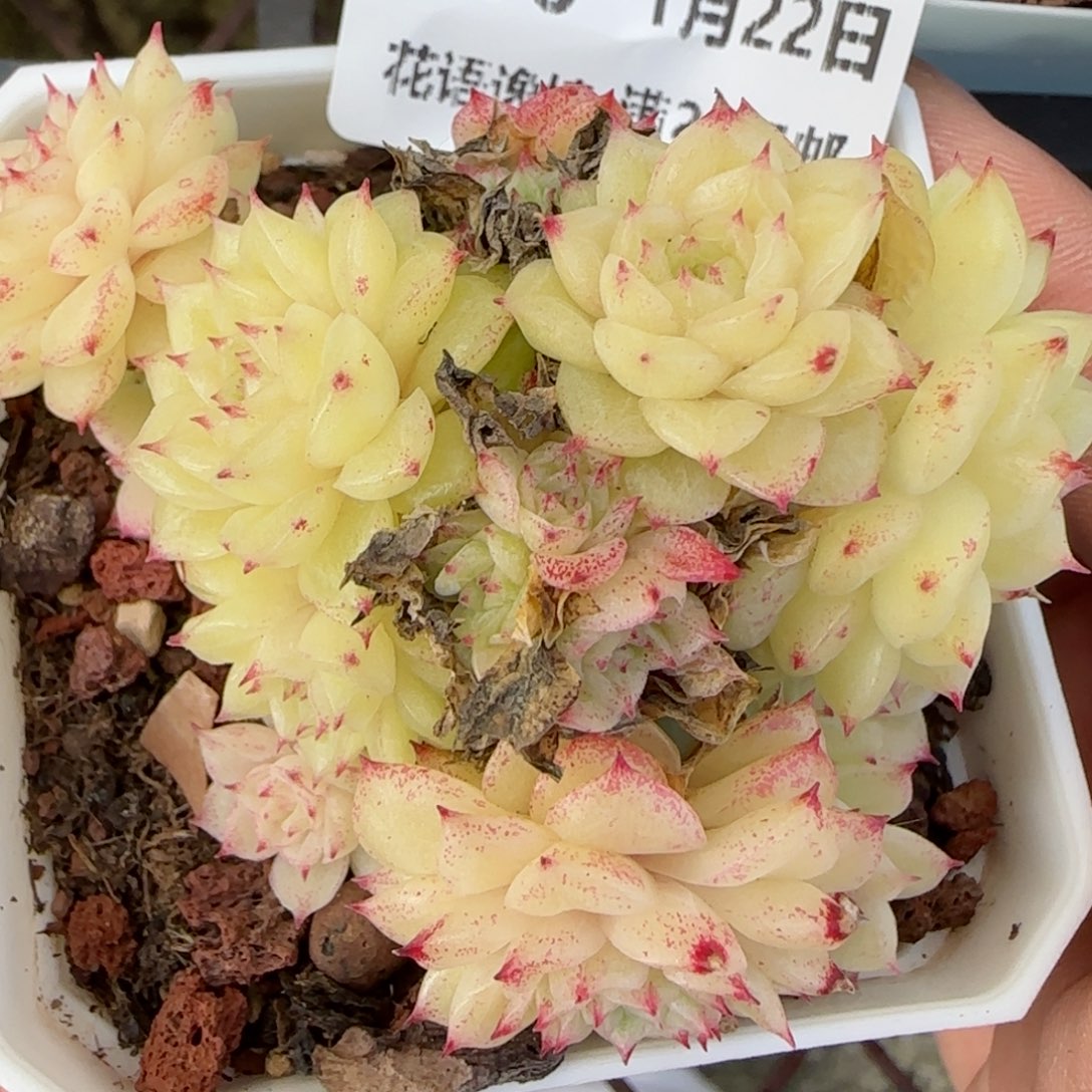 花语逸境0122-196