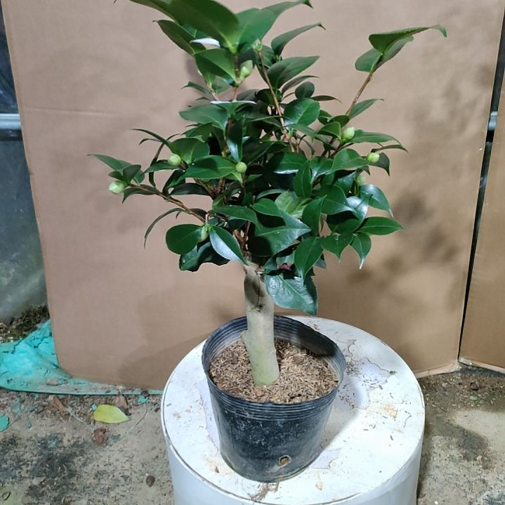 花木兰原盆387原盆原土