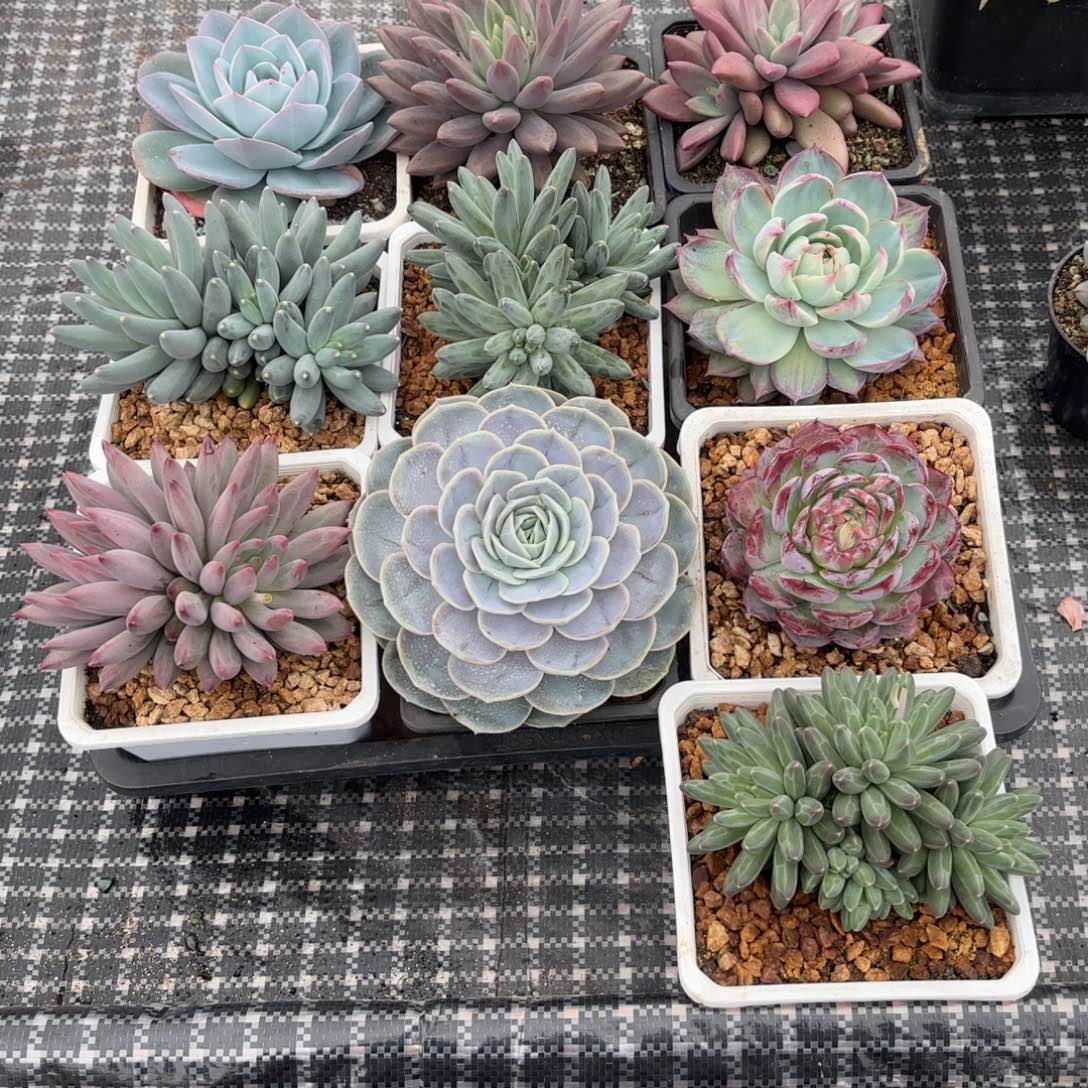 亿***贸10颗多肉植物寄养发货