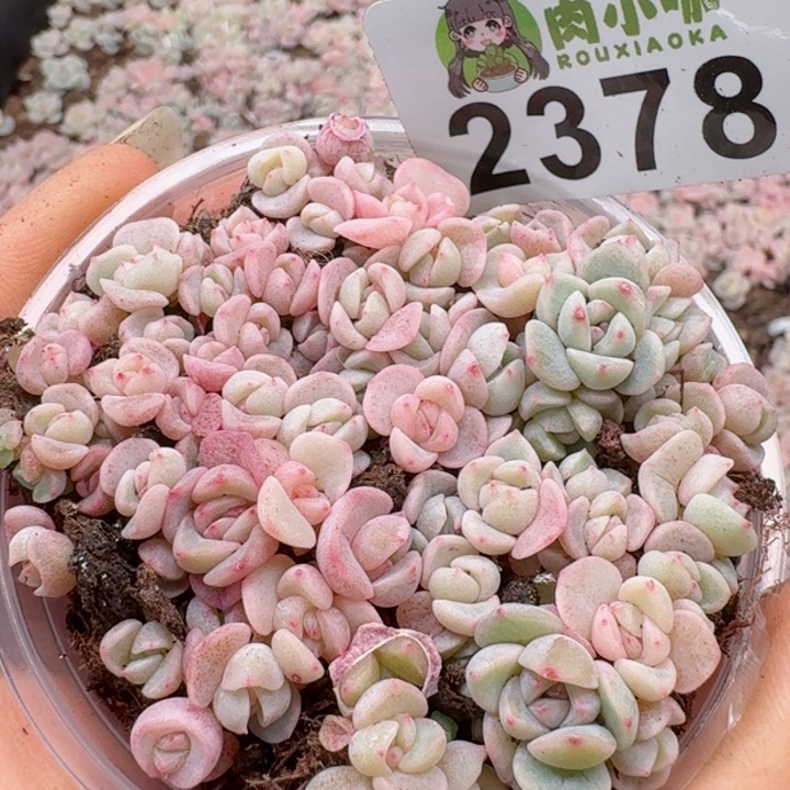 多肉植物多肉植物