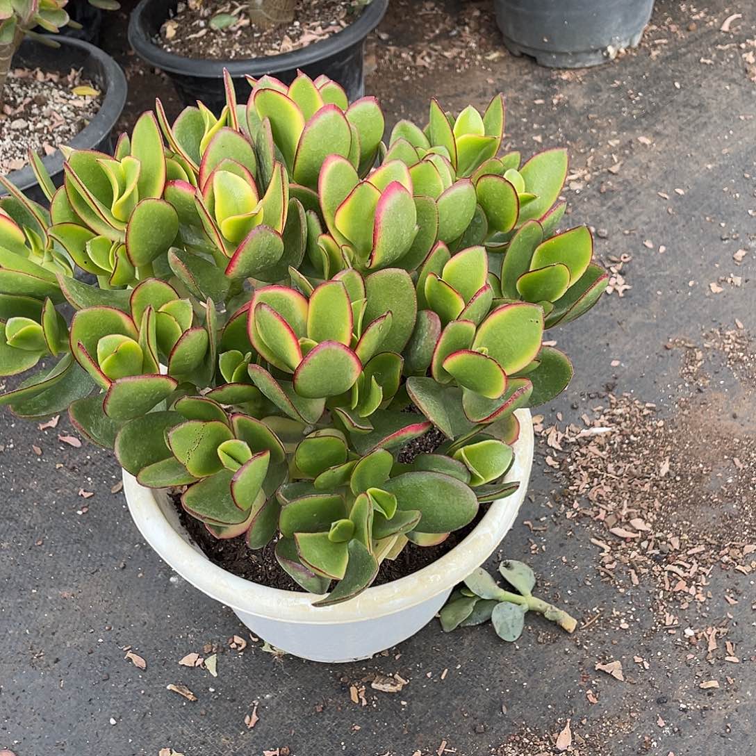 手捧花新花月锦好看好养