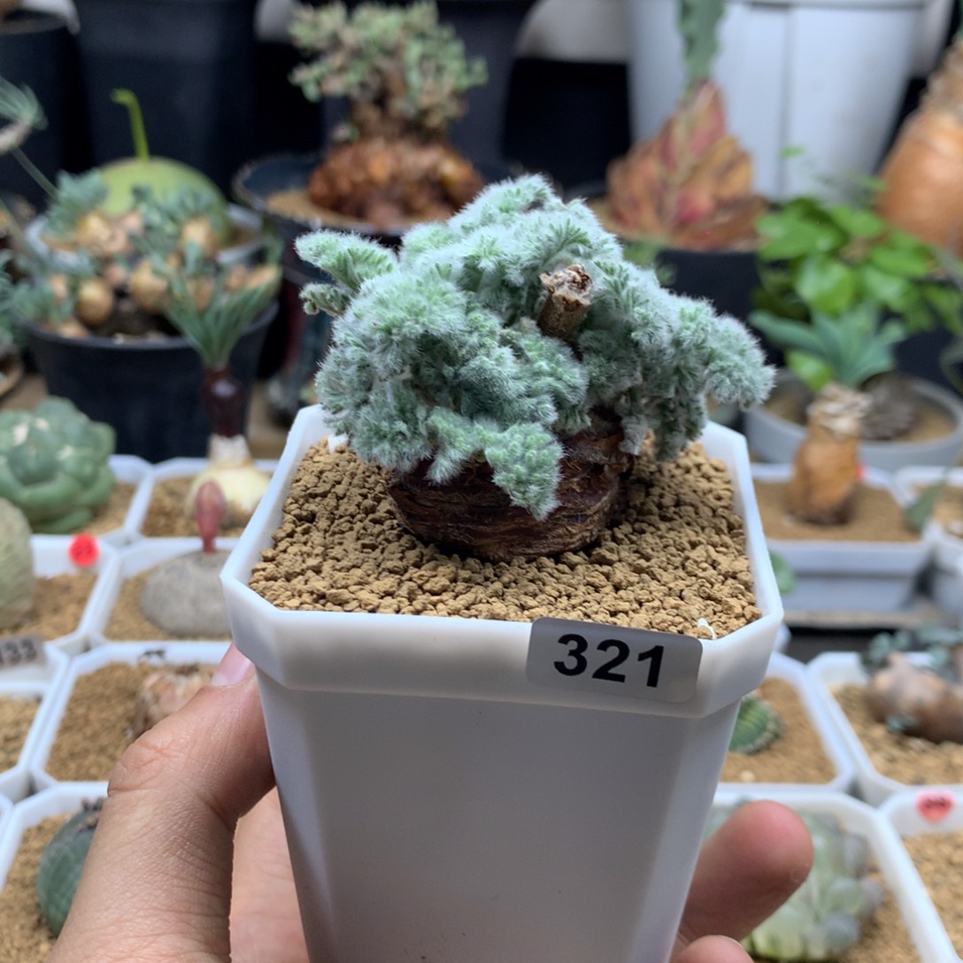 羽叶杨葵母本带盆321