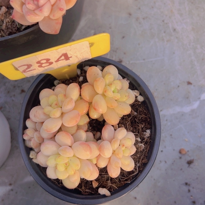 健健康康平平安安