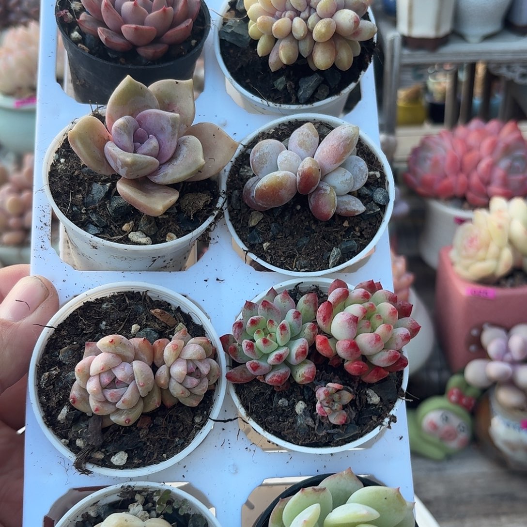 框拍一物一拍编号408 