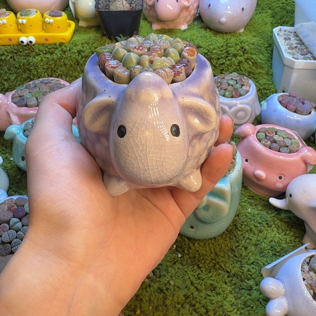 胡***粒多肉葡萄的季节性1082