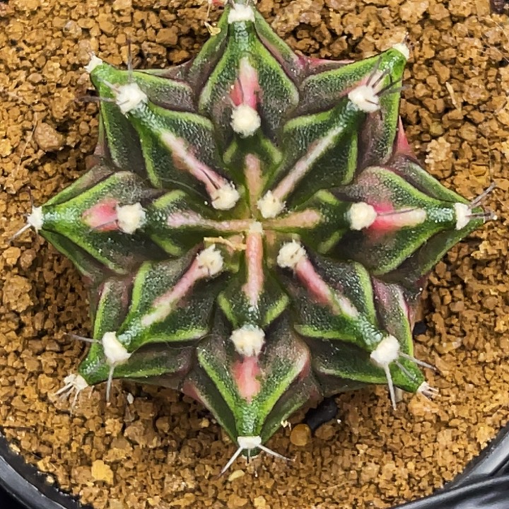 粉白臀 一物一拍。