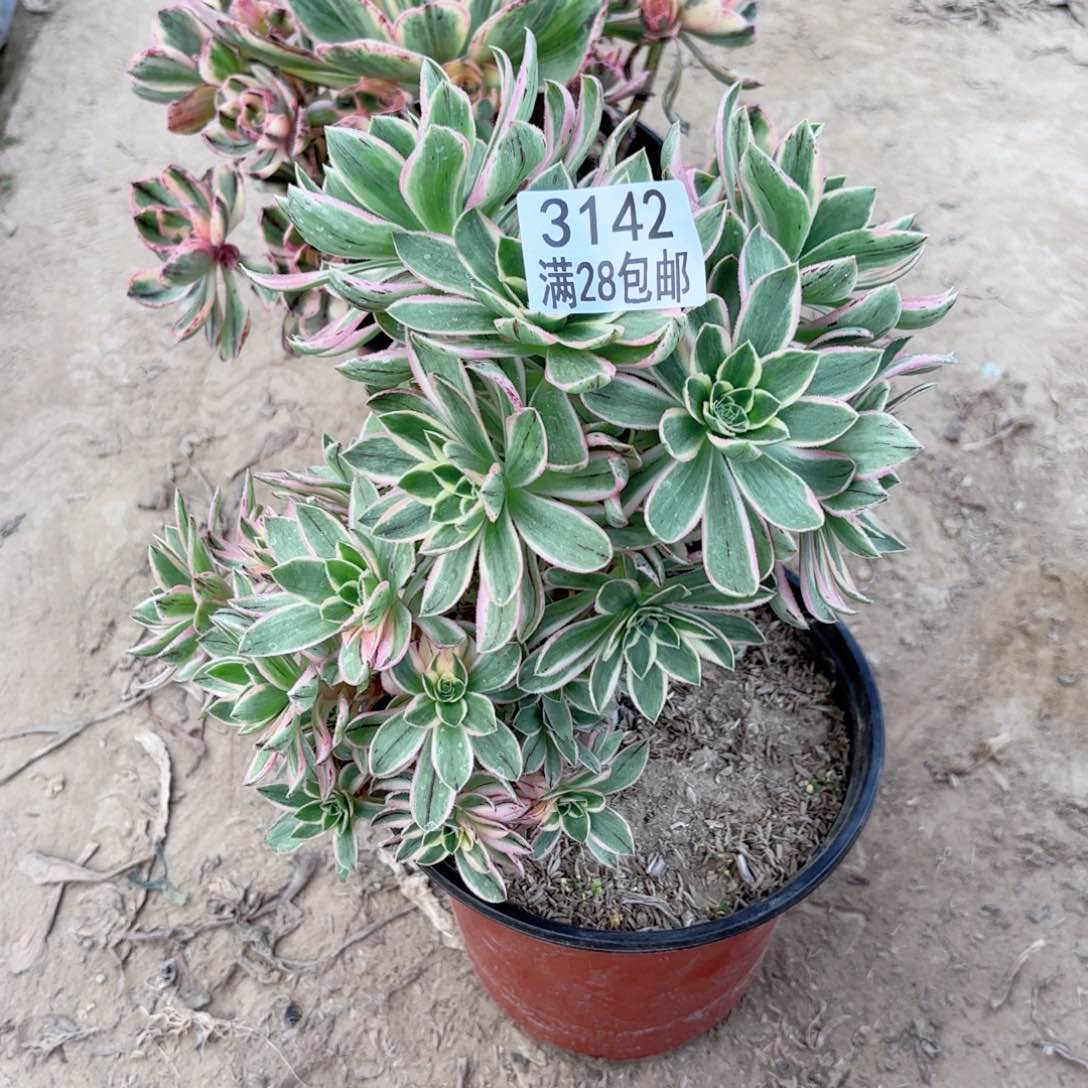 3142绿玫瑰白多肉有砍1111