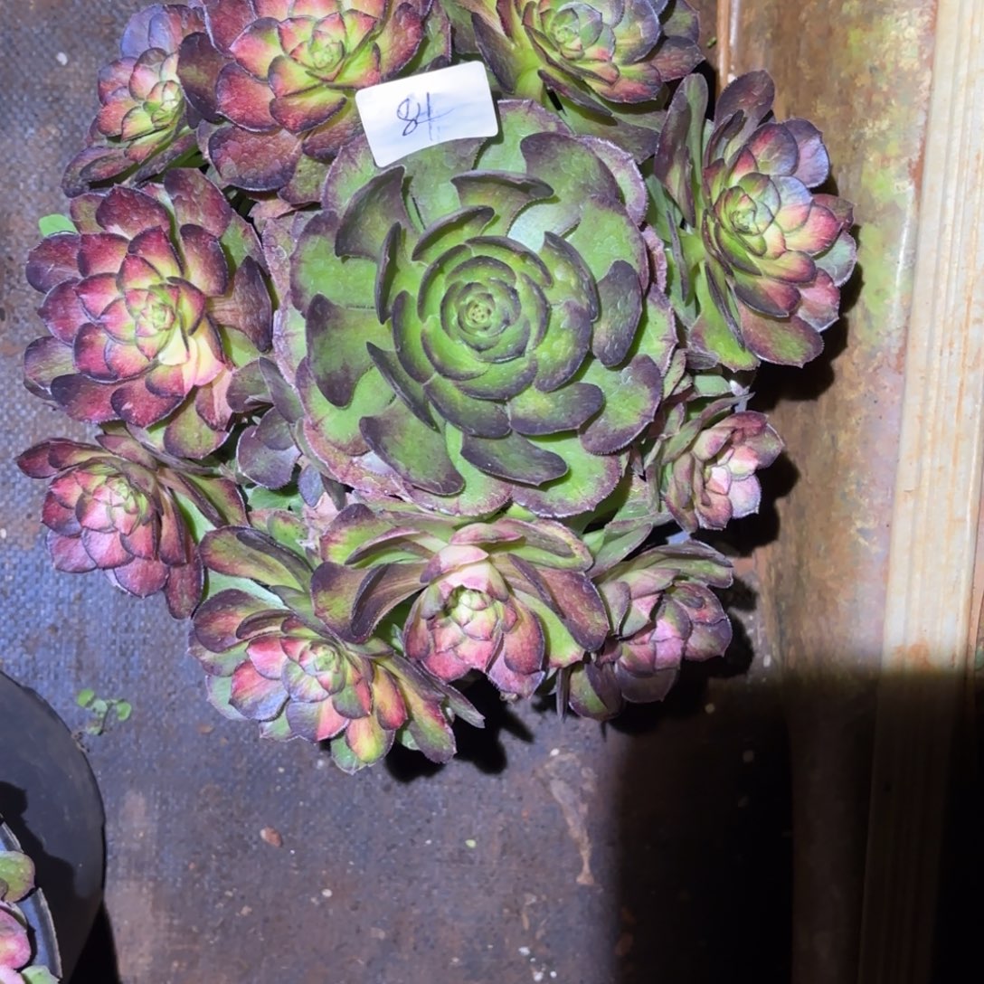 云南多肉植物海王七彩