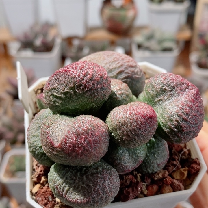 水蜜桃水泡多肉植物