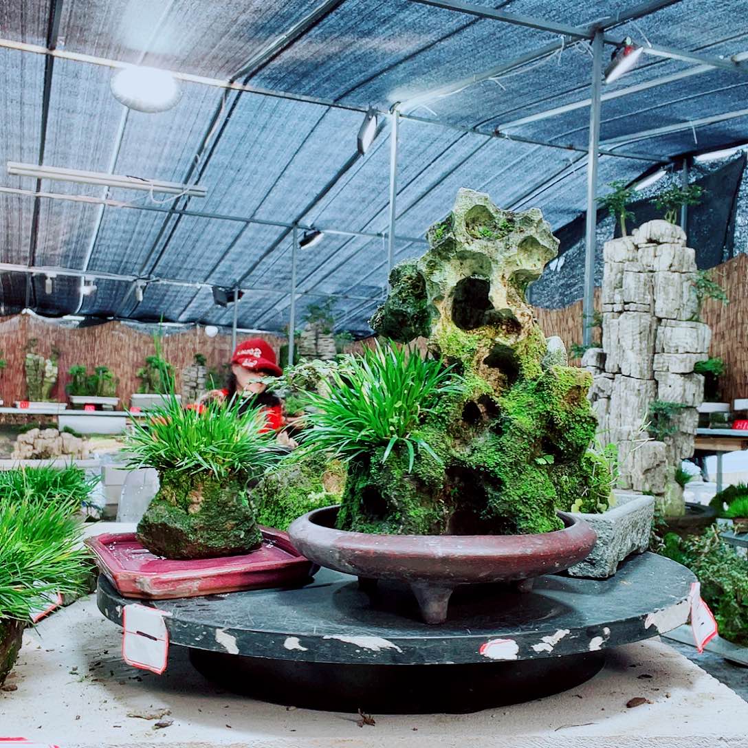 繁***星当前无花栽培后可以开花