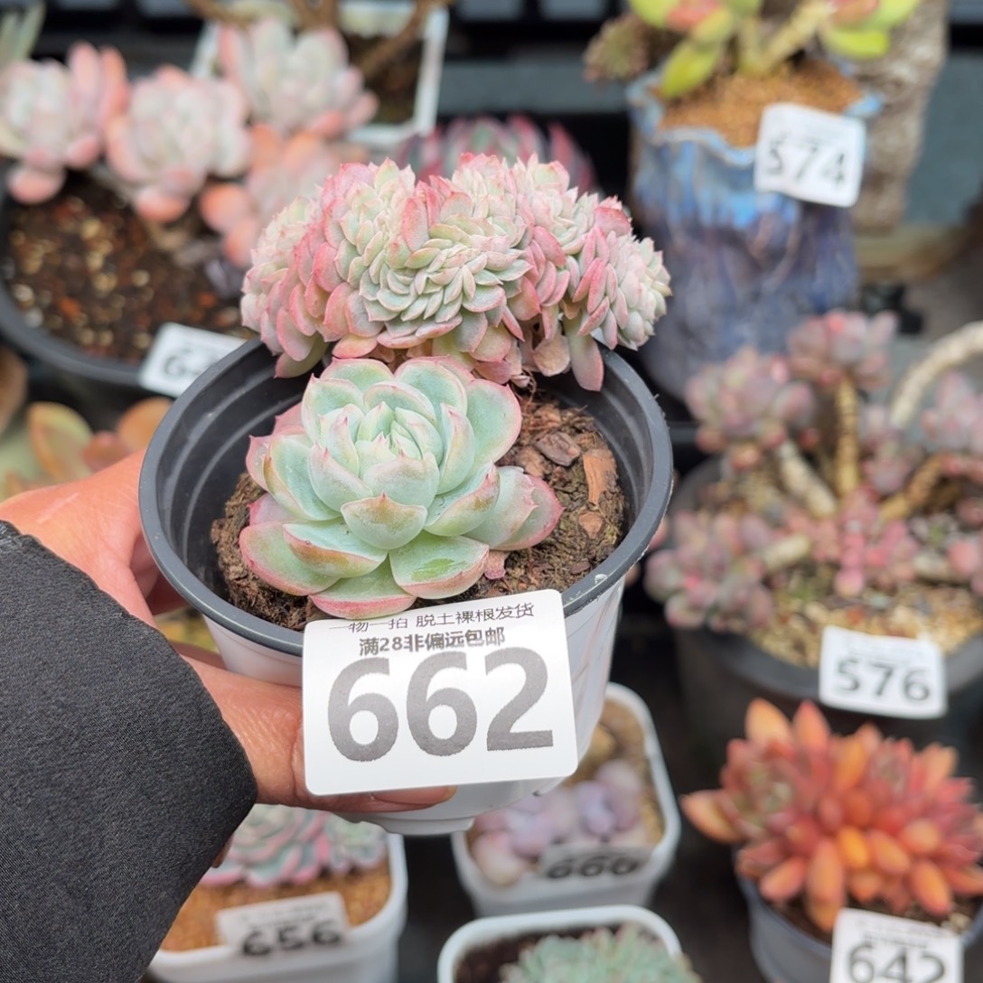 贝瑞缀化无盆土发货