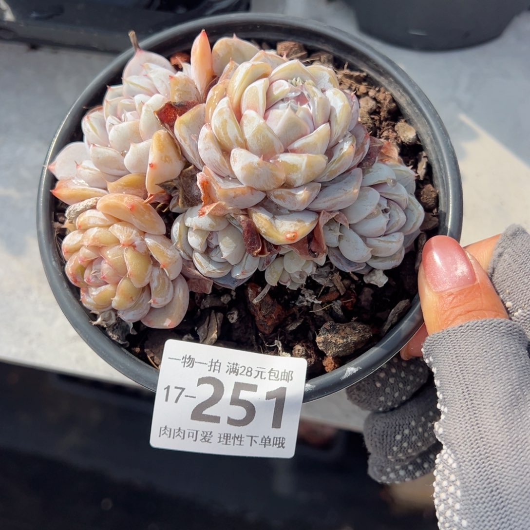 雪兔多肉多肉多肉多