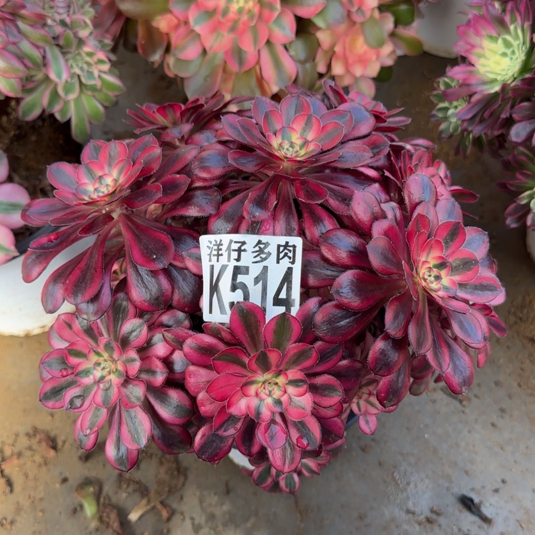 514香奈儿法师园艺官服20左右2号