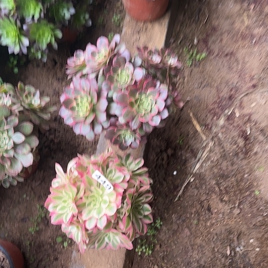 无花朵女巫套餐449号不包断枝有砍