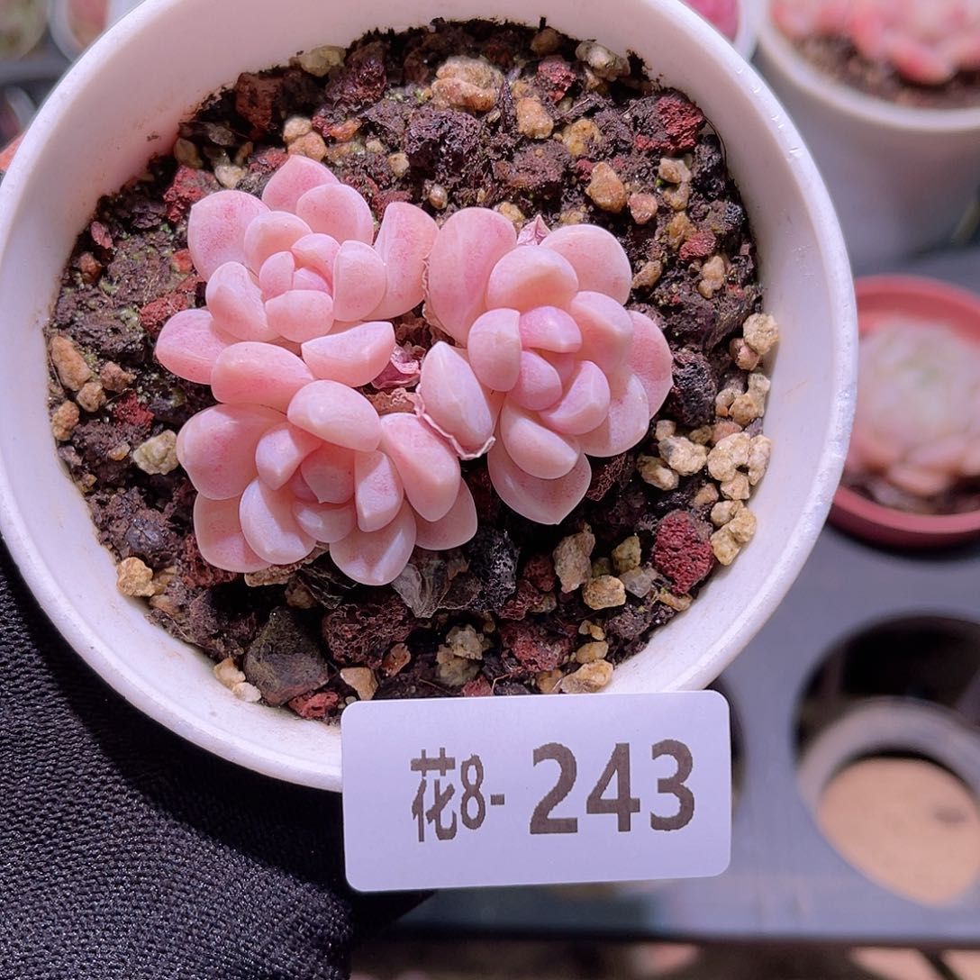 花08-243奶糖三头