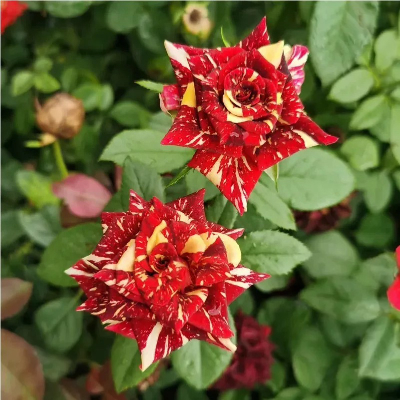 流星雨月季花苗切花玫瑰变异品种可开多种花色阳台花卉盆栽
