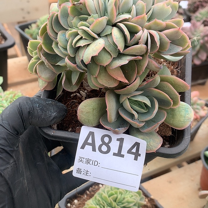 璐璐多肉一物一拍