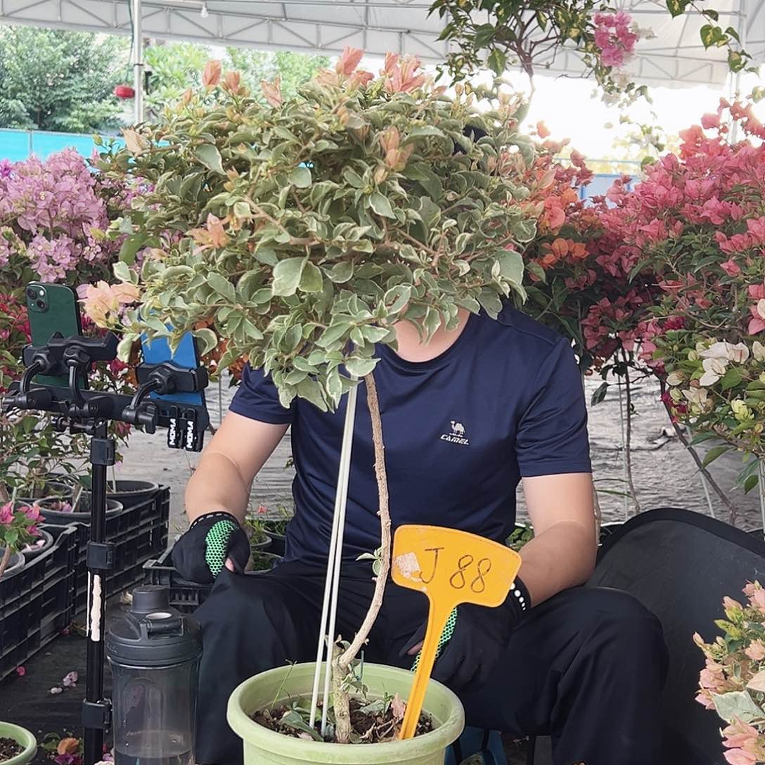 ****当大部分花苞少量开放J88少女心