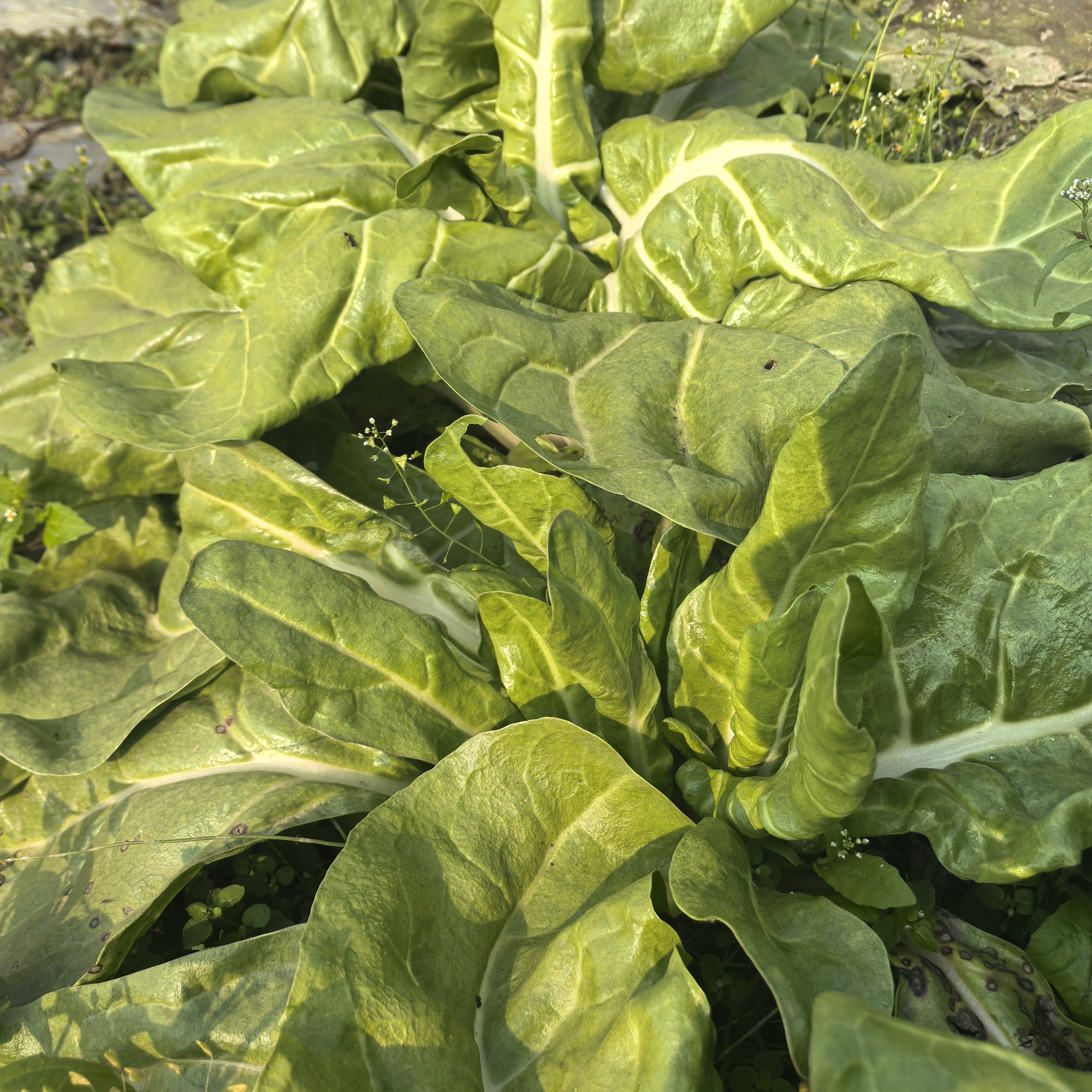 农户自种白梗大叶可连续采收蔬菜籽根达菜甜牛皮菜