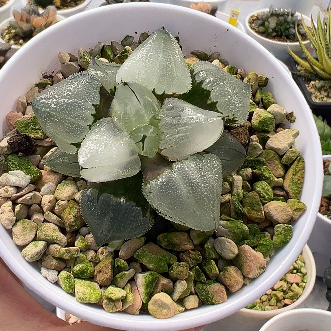 那***r冰鸾玉十二卷多肉植物