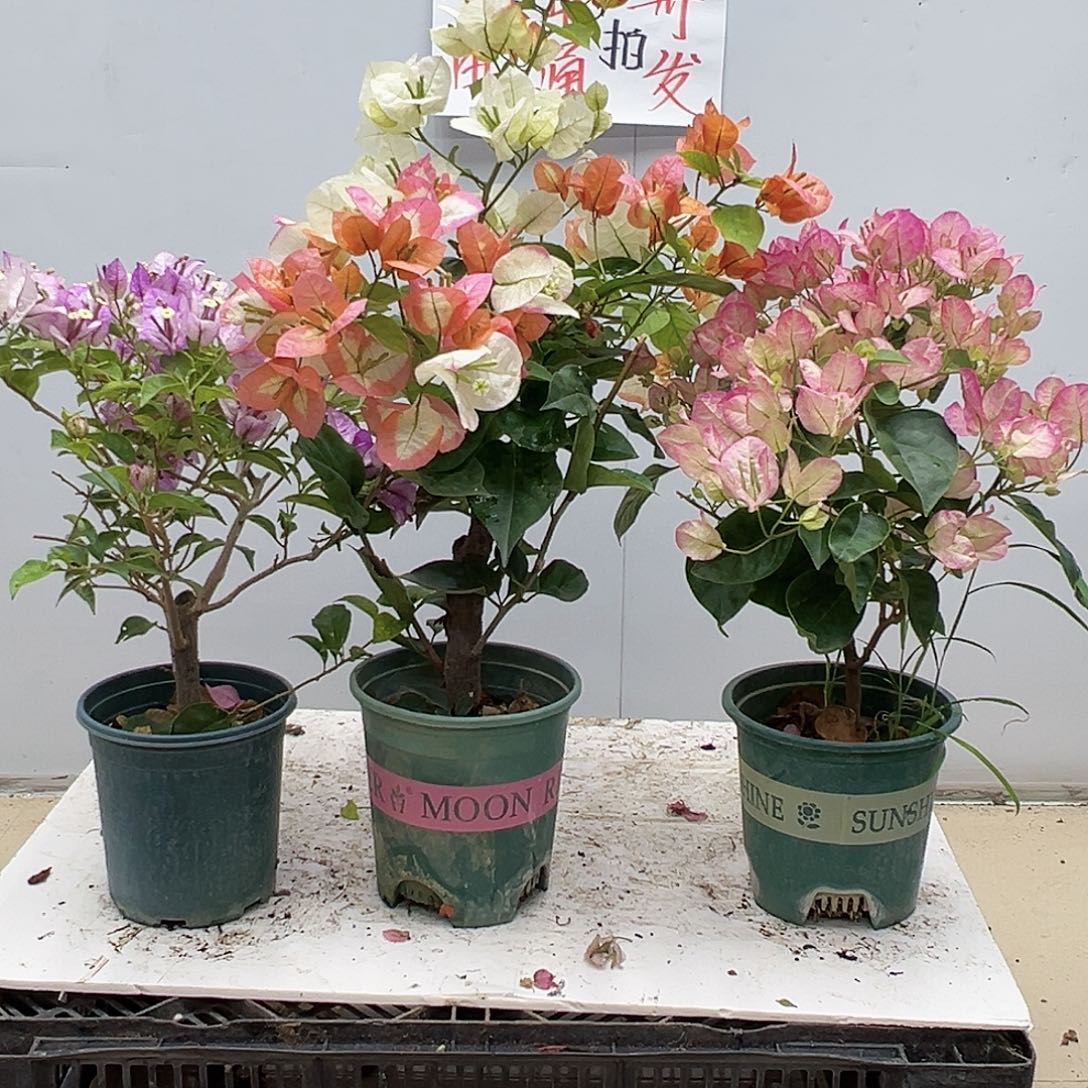 大部分花苞少量开放雪紫，凤凰，五宝组合