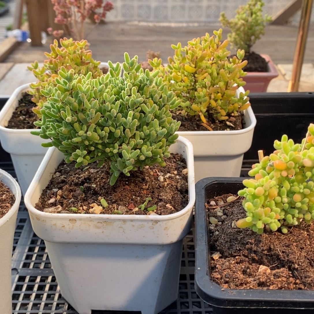 枝干番杏多肉植物064