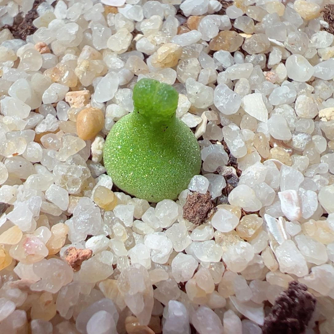 219-499.小葫芦多肉